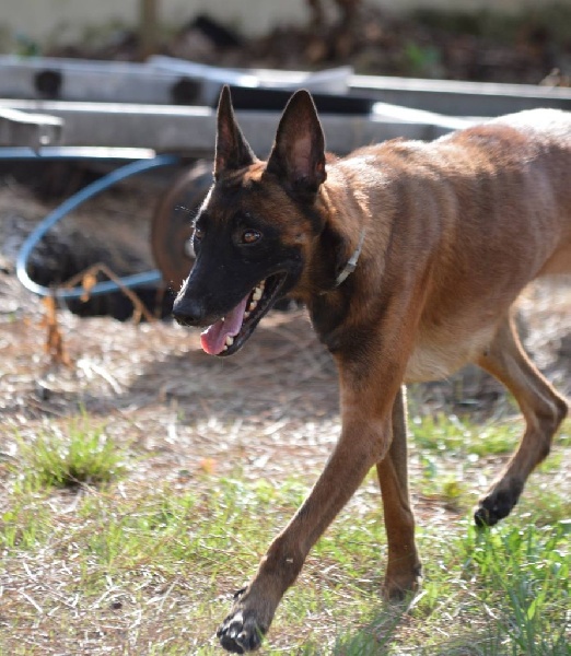 Inca de l'enclos des Loups Noirs